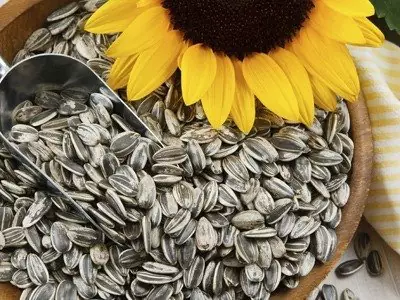 Edible Seeds